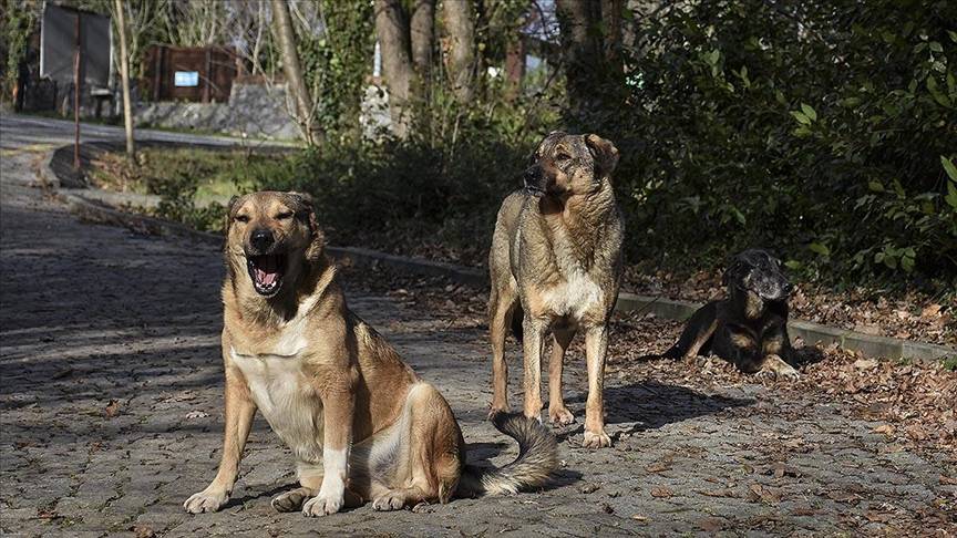 İstanbul’da sokak köpeklerine besleme yasağı: Hangi alanlarda yasak geldi, karar neden alındı? 2